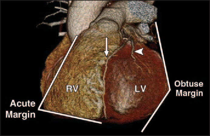 anatomia cuore