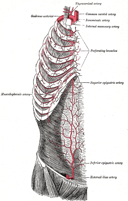 arterie epigastriche