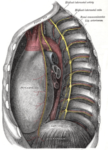 arterie interfcostali torace cuore