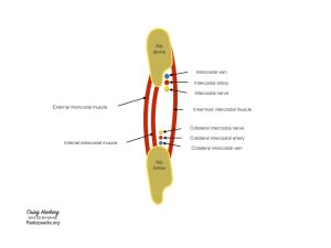 diagram of intercostal spaces